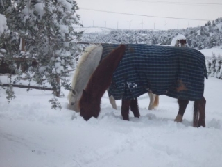 Caballos en la nieve